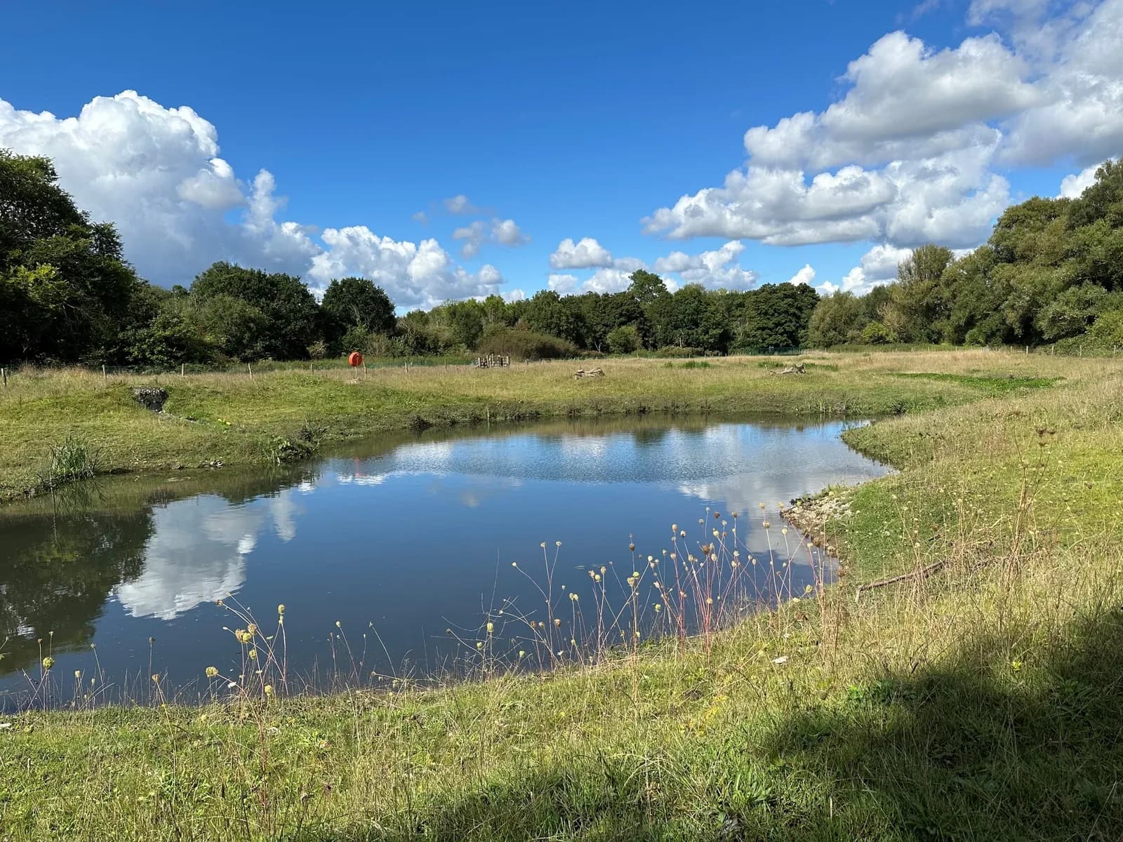 A serene pond reflects a blue sky with fluffy white clouds, surrounded by lush green grass and distant trees under the bright sunlight.